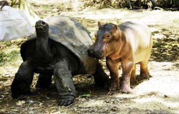 Tortoise_and_Hippo (24k image)